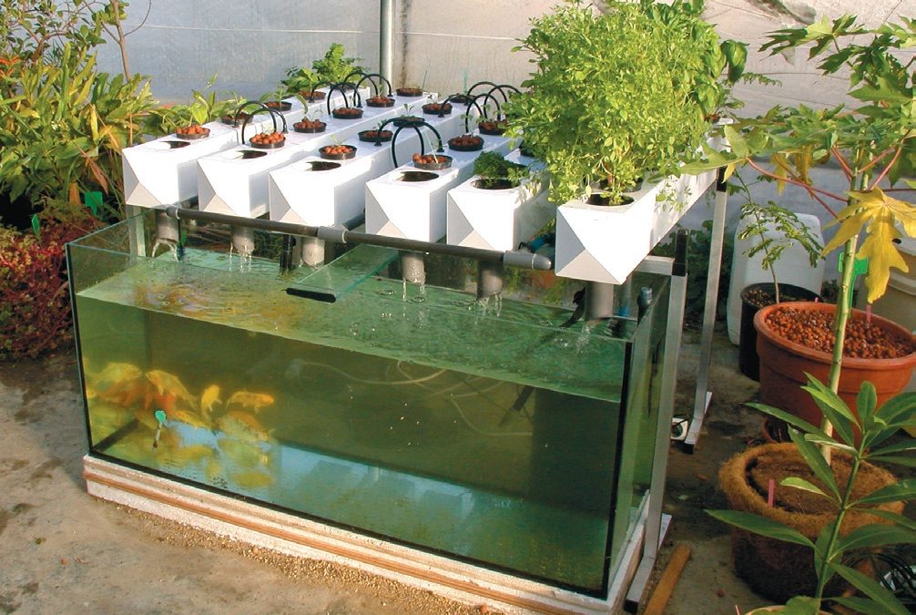 Akvapónia – kertészet a halakkal
